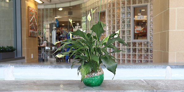 Peace lily colorful gel bowl plant